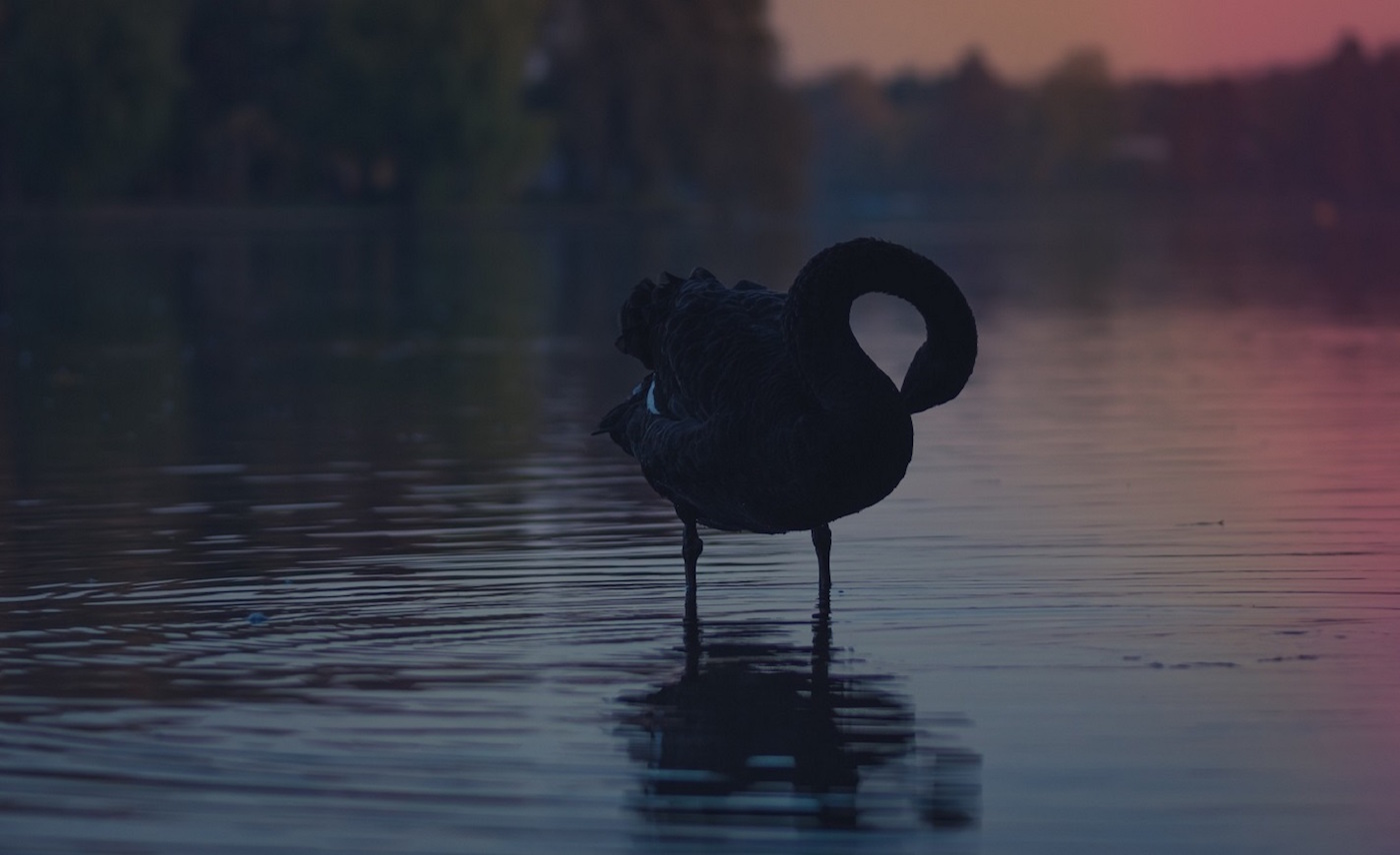 Black swan movie torrent download